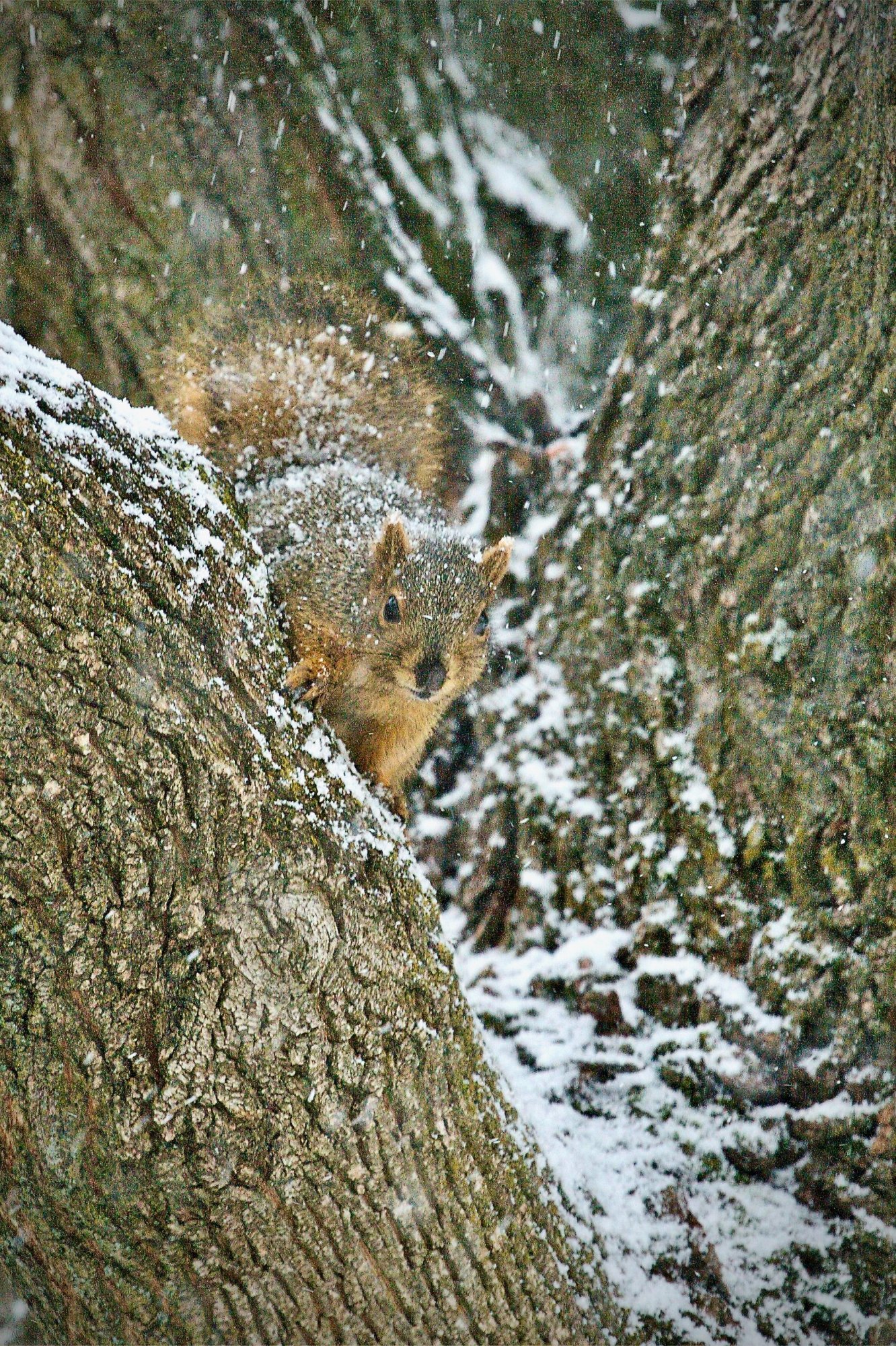 squirrelsnow - 1.jpeg