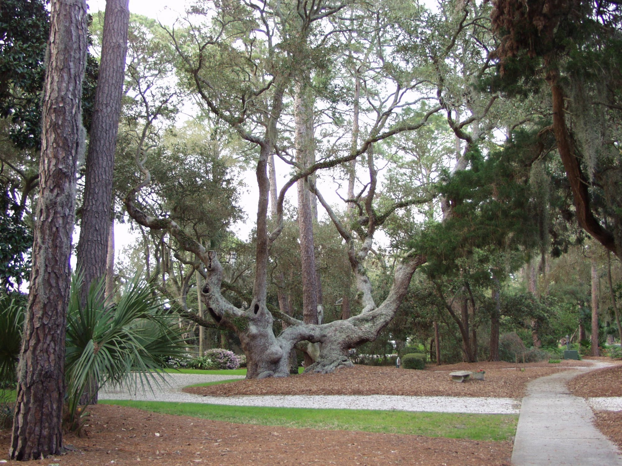 ST Simons Tree.JPG