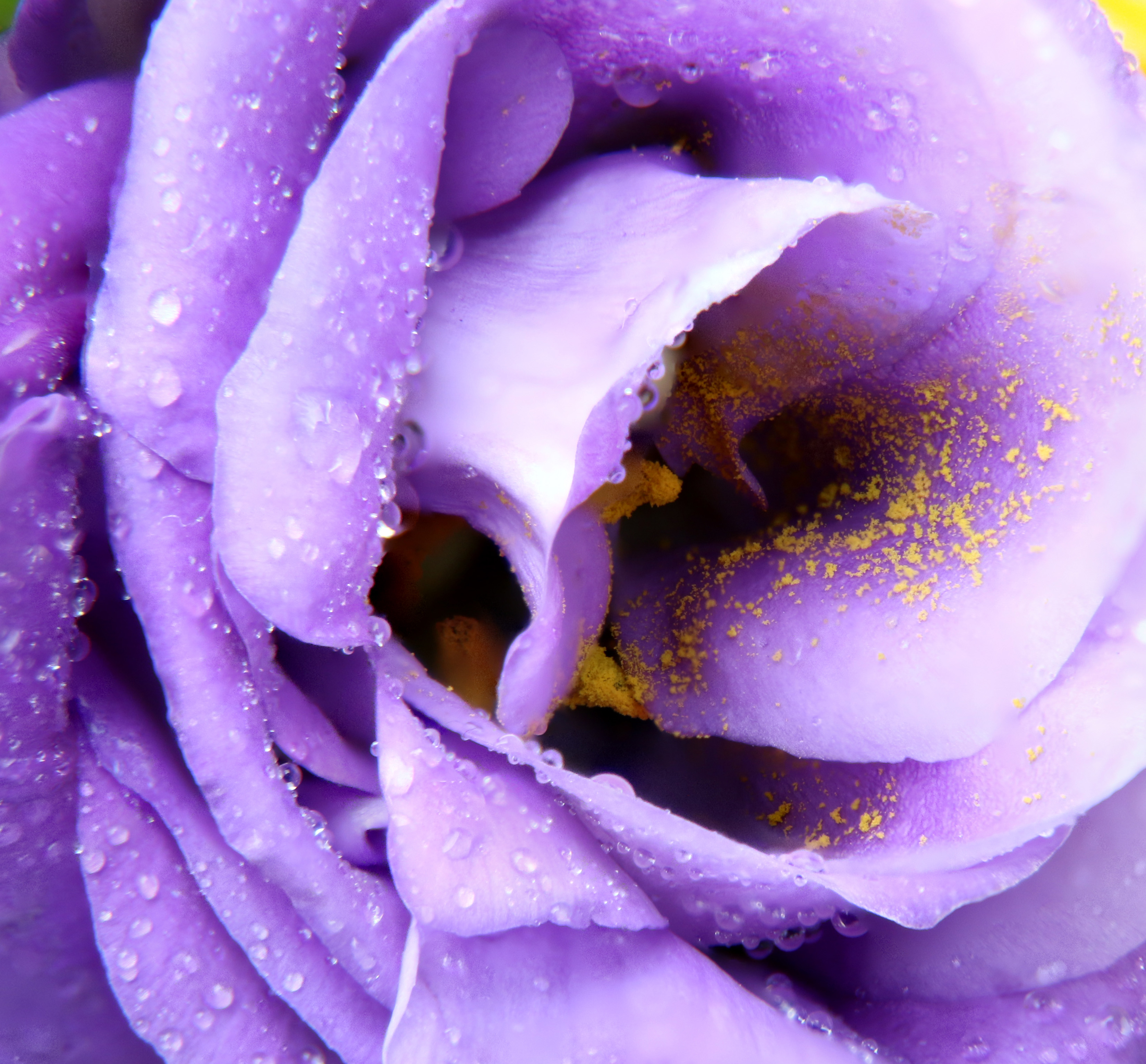 stack purple rose.jpg