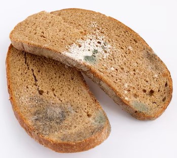 stale moldy bread.jpg