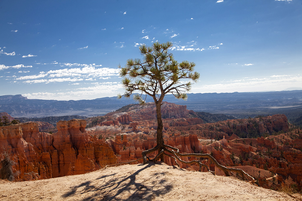 standingtree2_11024.jpg