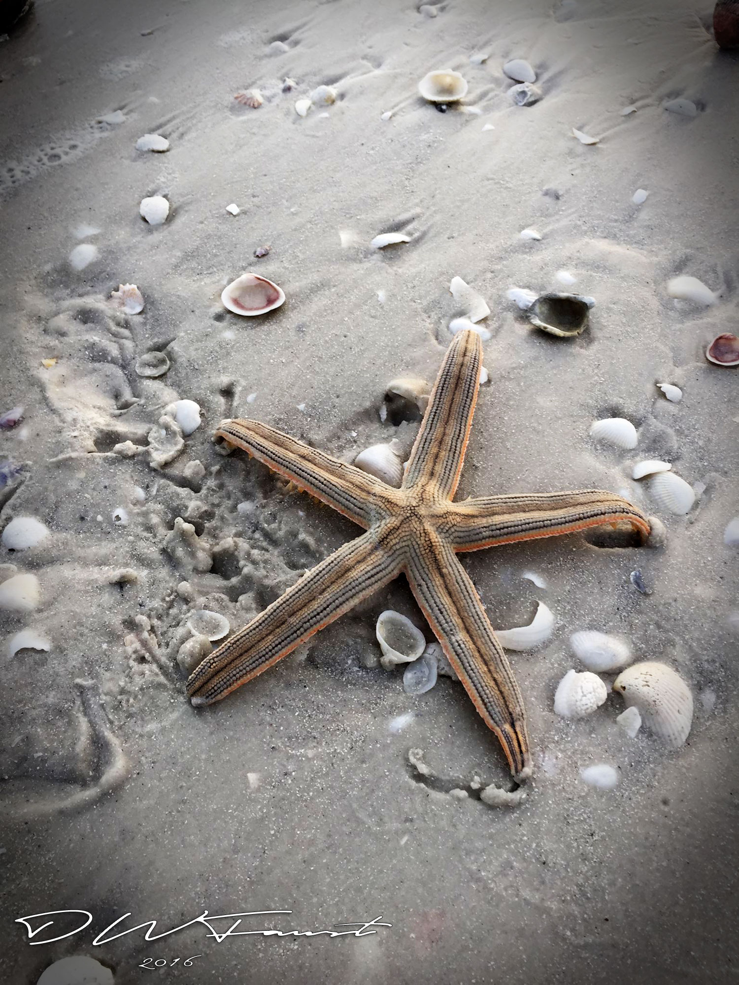 Starfish.jpg