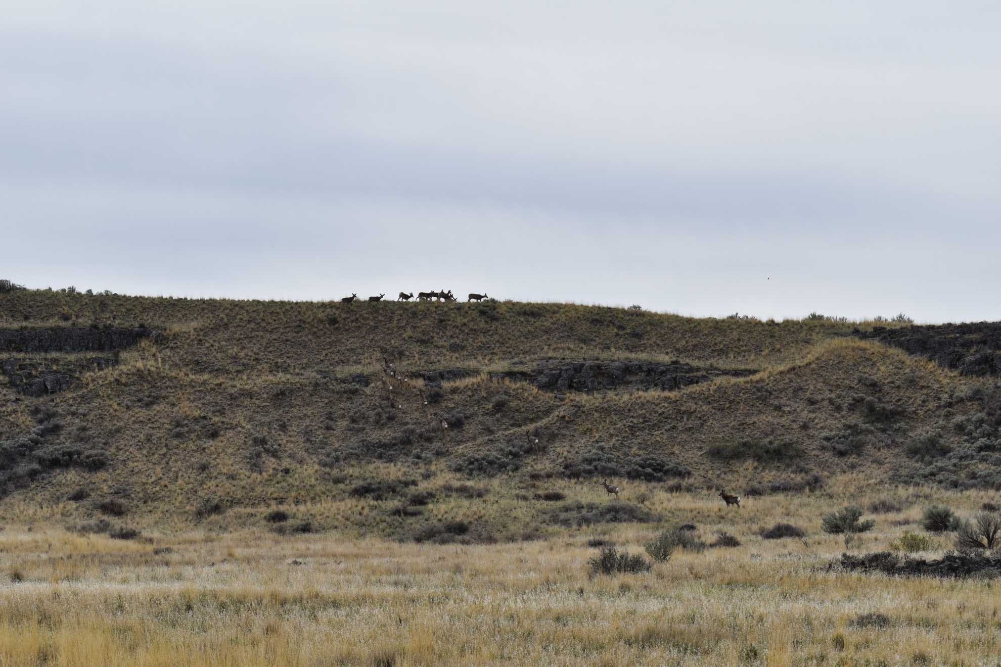 Steamboat_Rock_Herd_of_Deer.jpeg