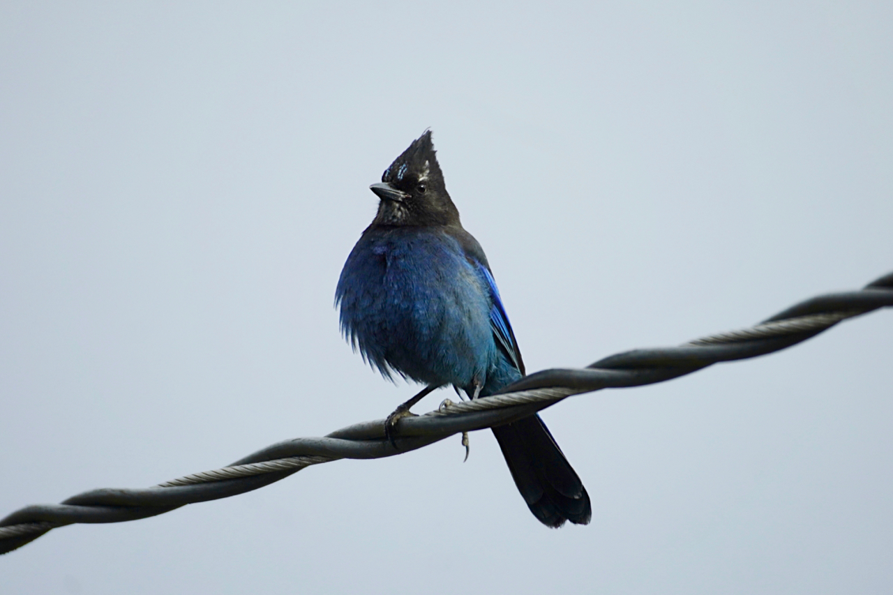 StellarJay-Cold day.jpg