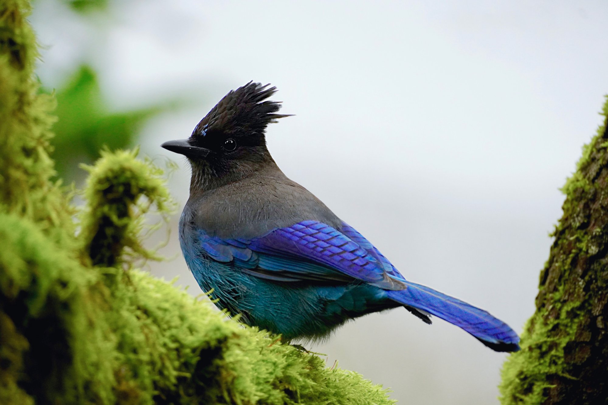 StellarJay green branches .JPG