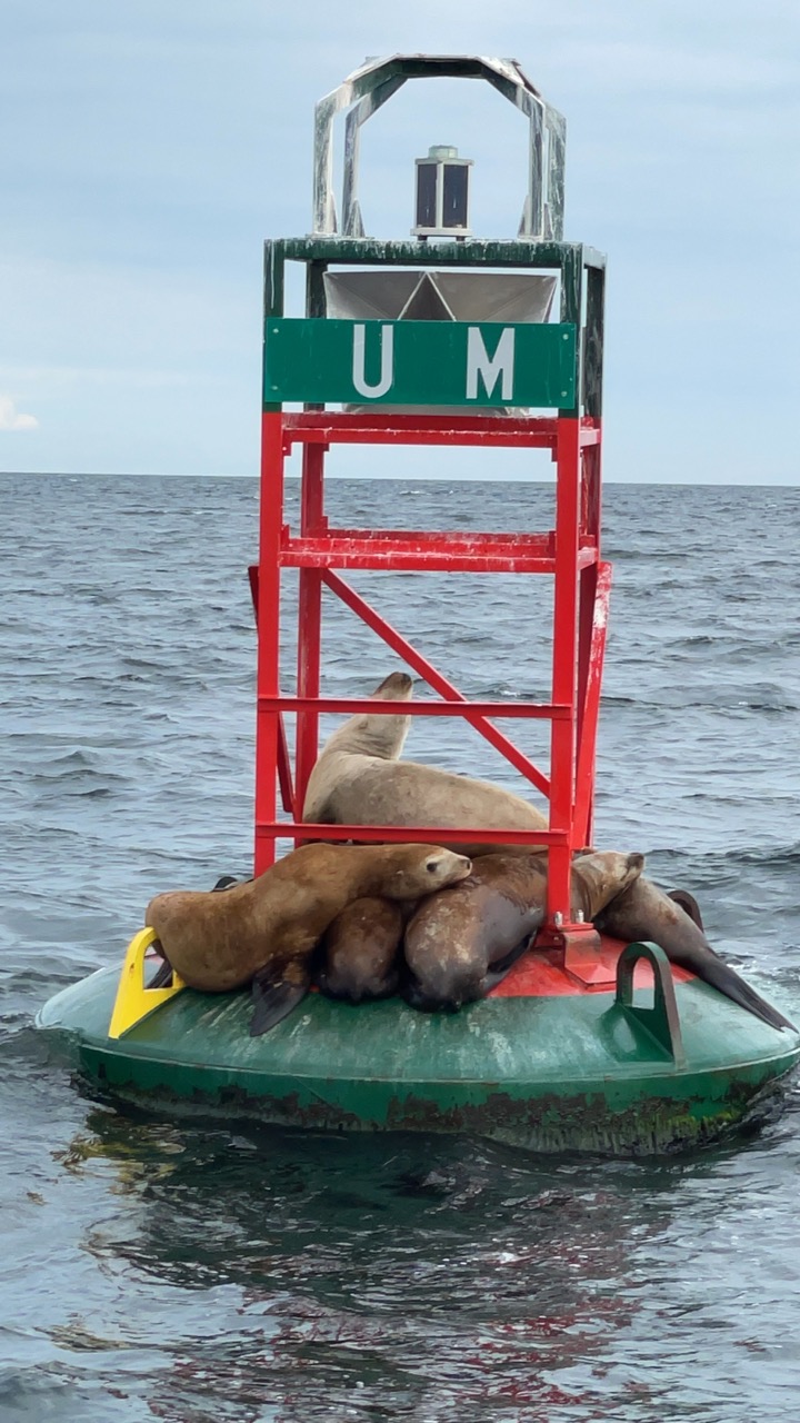 Steller sea lions.jpg