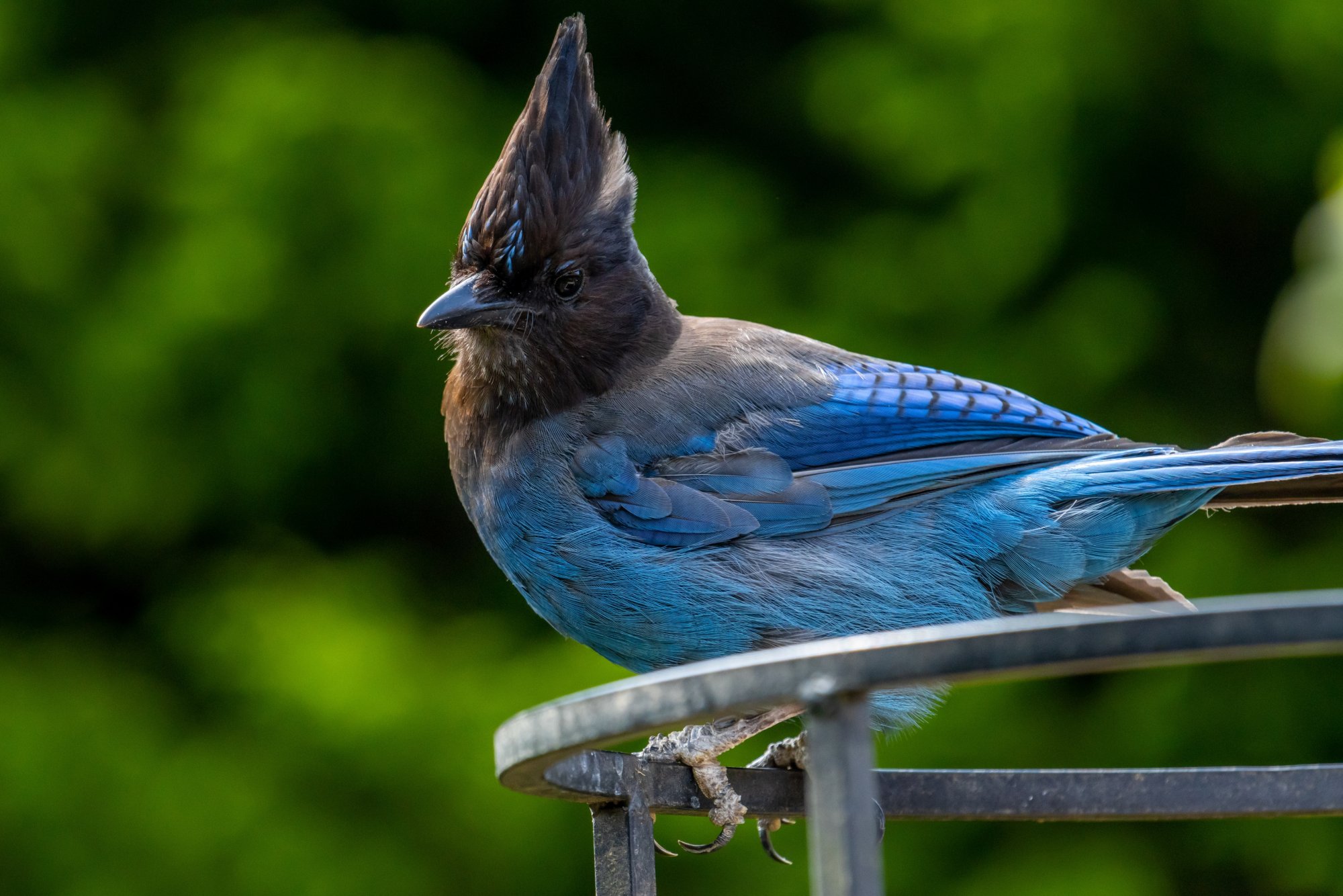 Steller's Jay.jpg