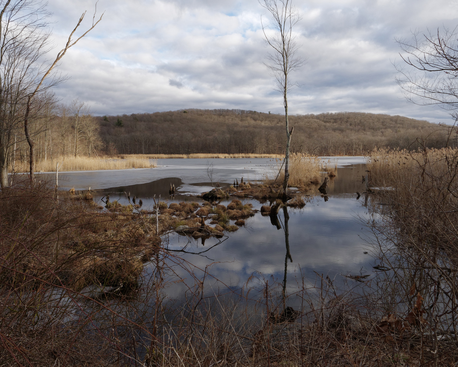 sterling forest marsh8101500.jpg