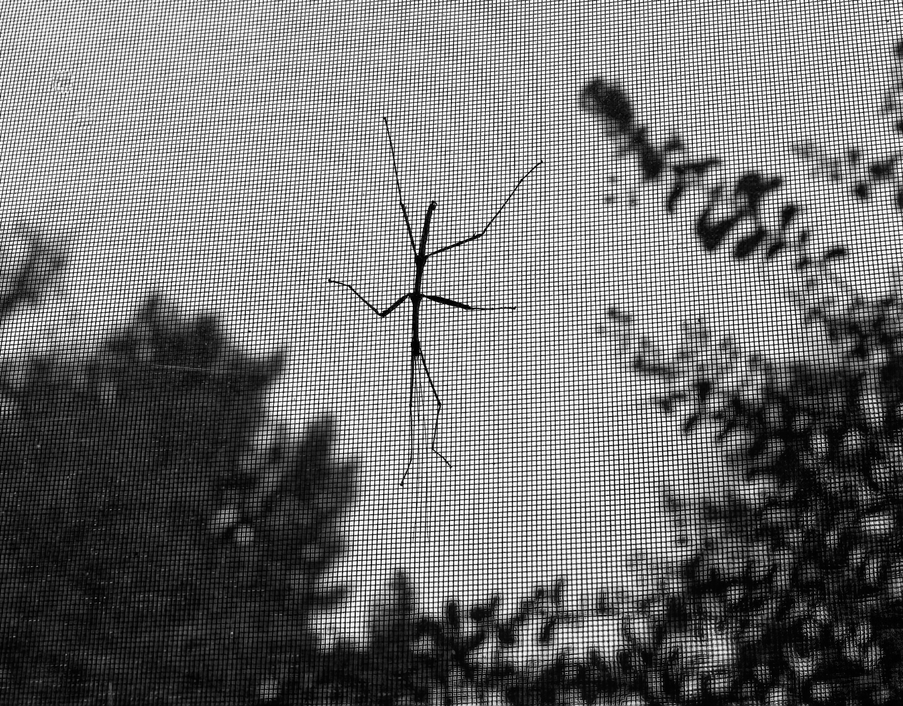 Stick insect.jpeg