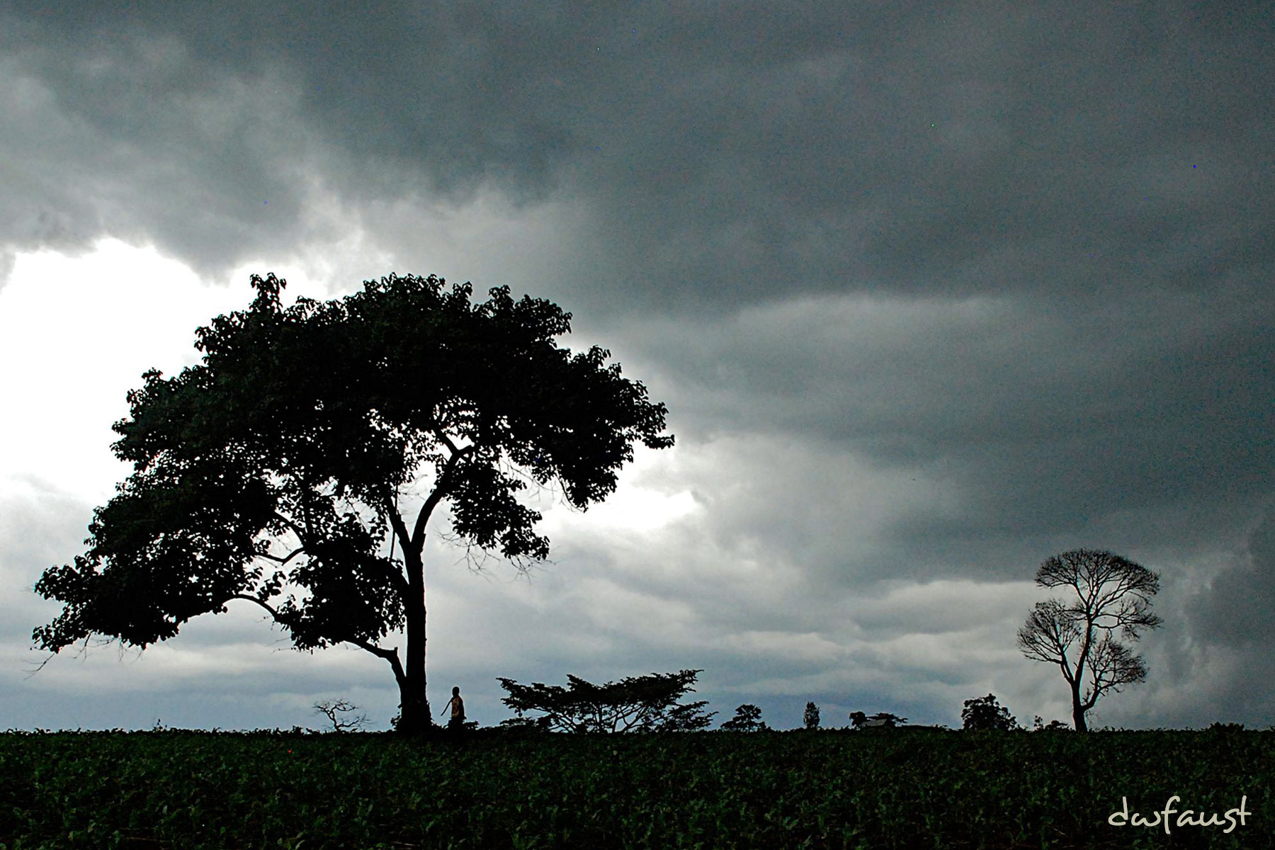 Stormy-Tree.jpg