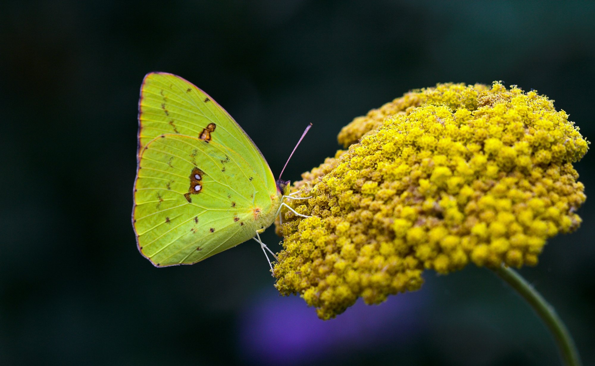 Stratford Butterfly Farm.jpg