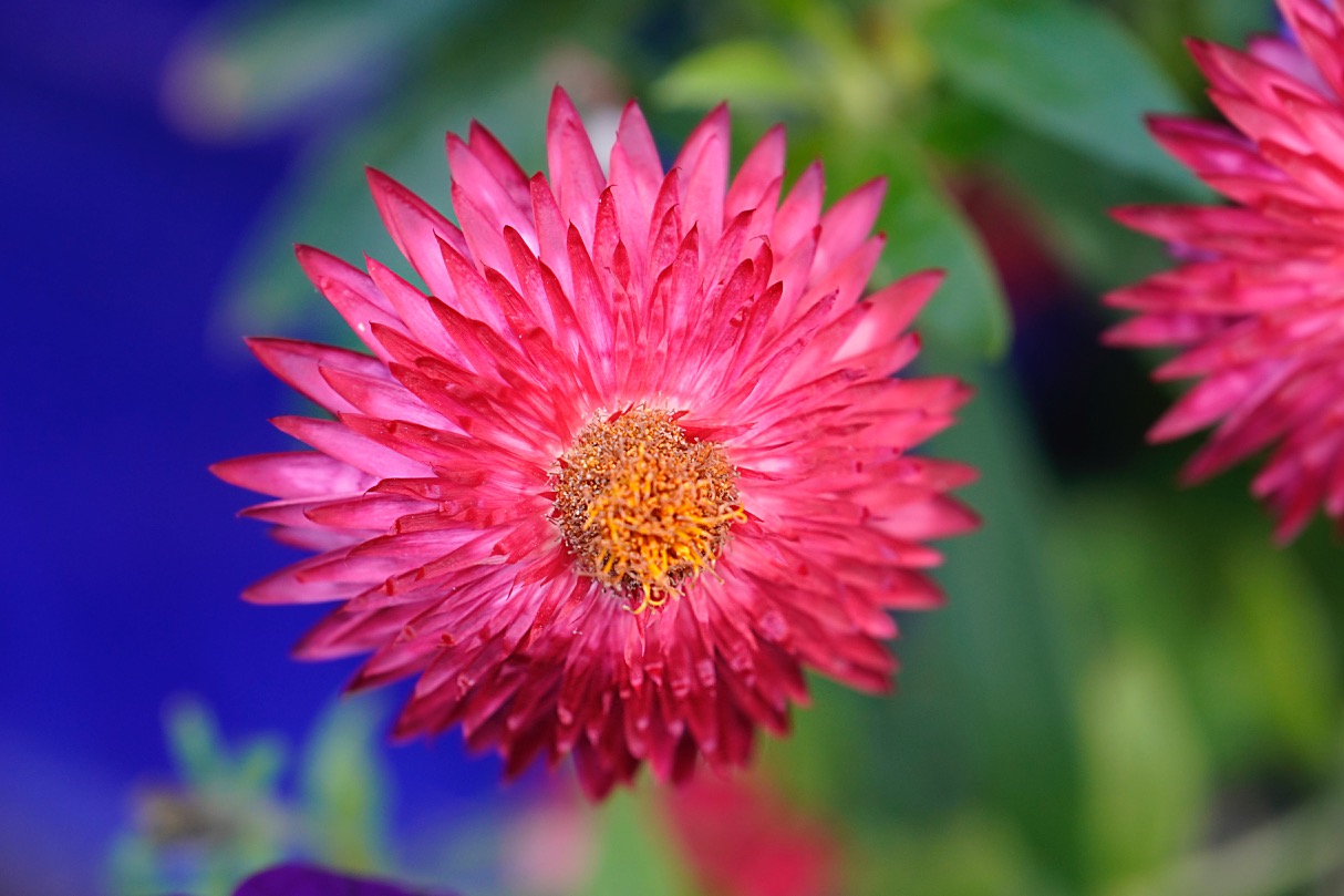 Strawflower.jpg