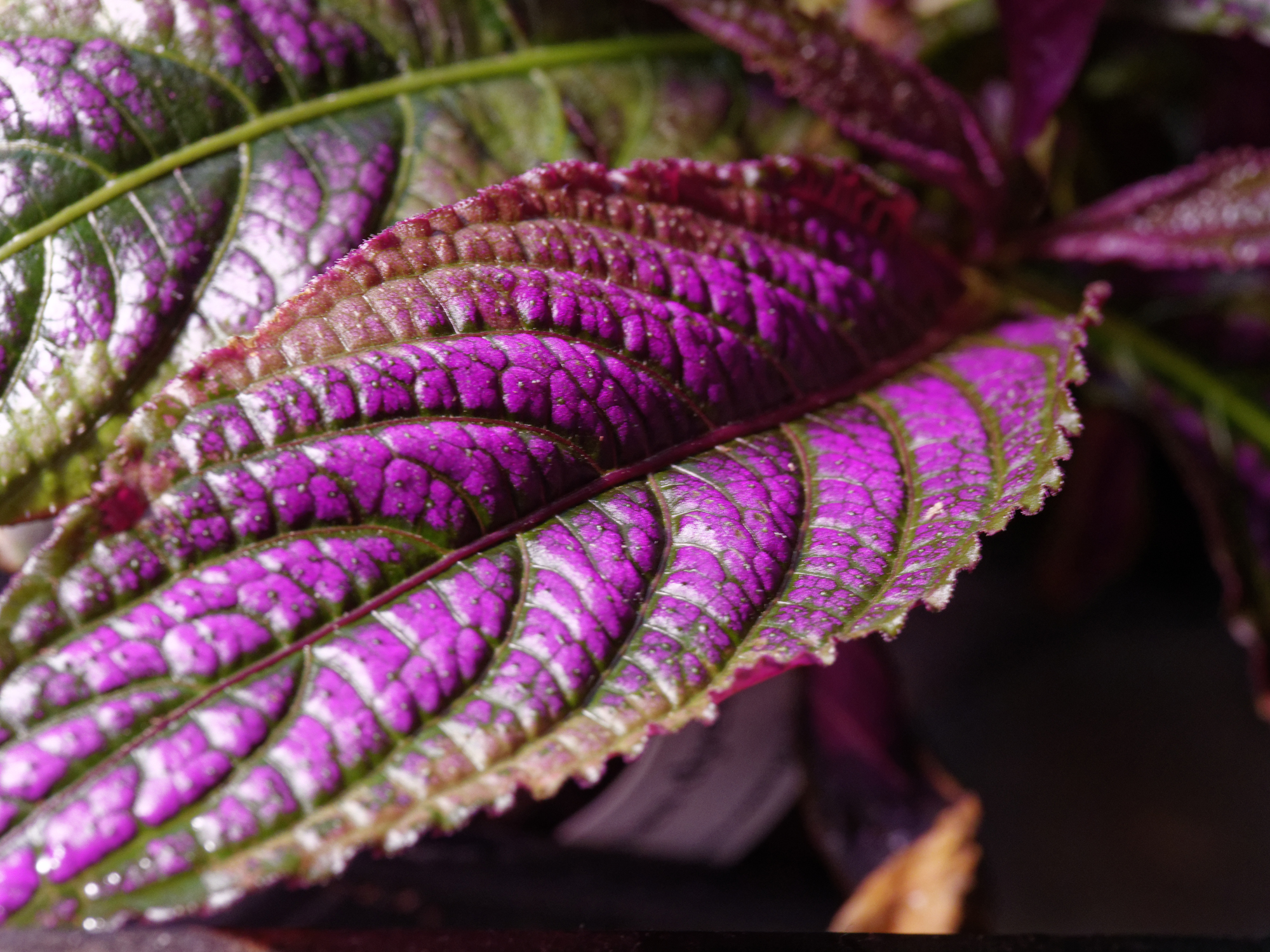 strobilanthes2k.jpg