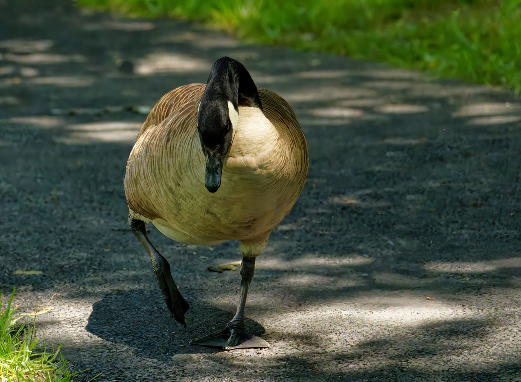 Strolling the Walking Trail.jpeg