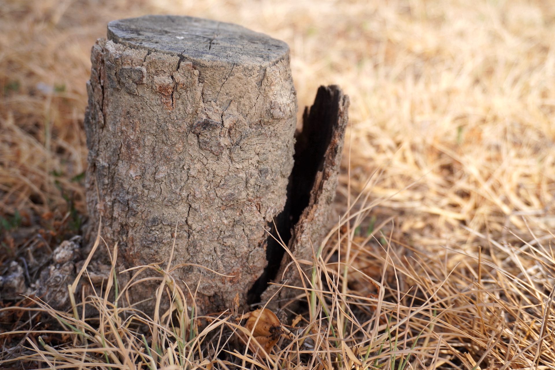 Stump2.JPG