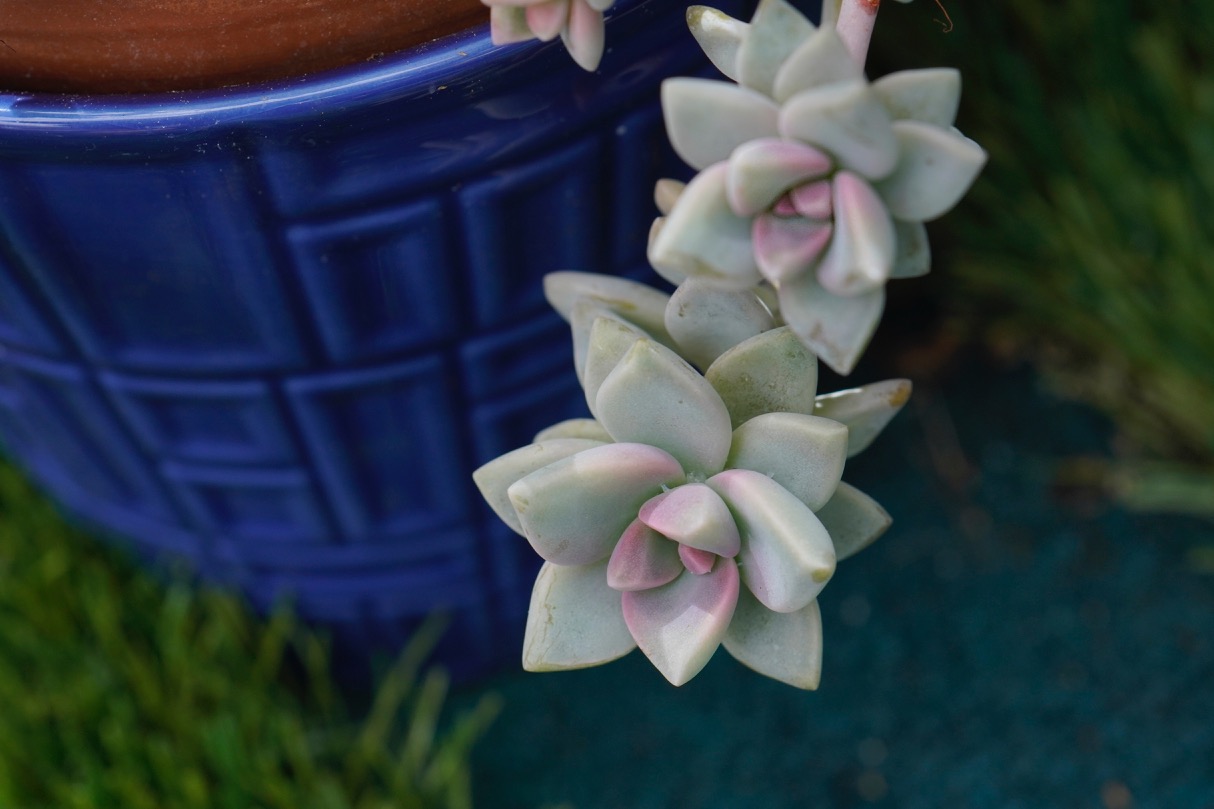 Succulent.jpg