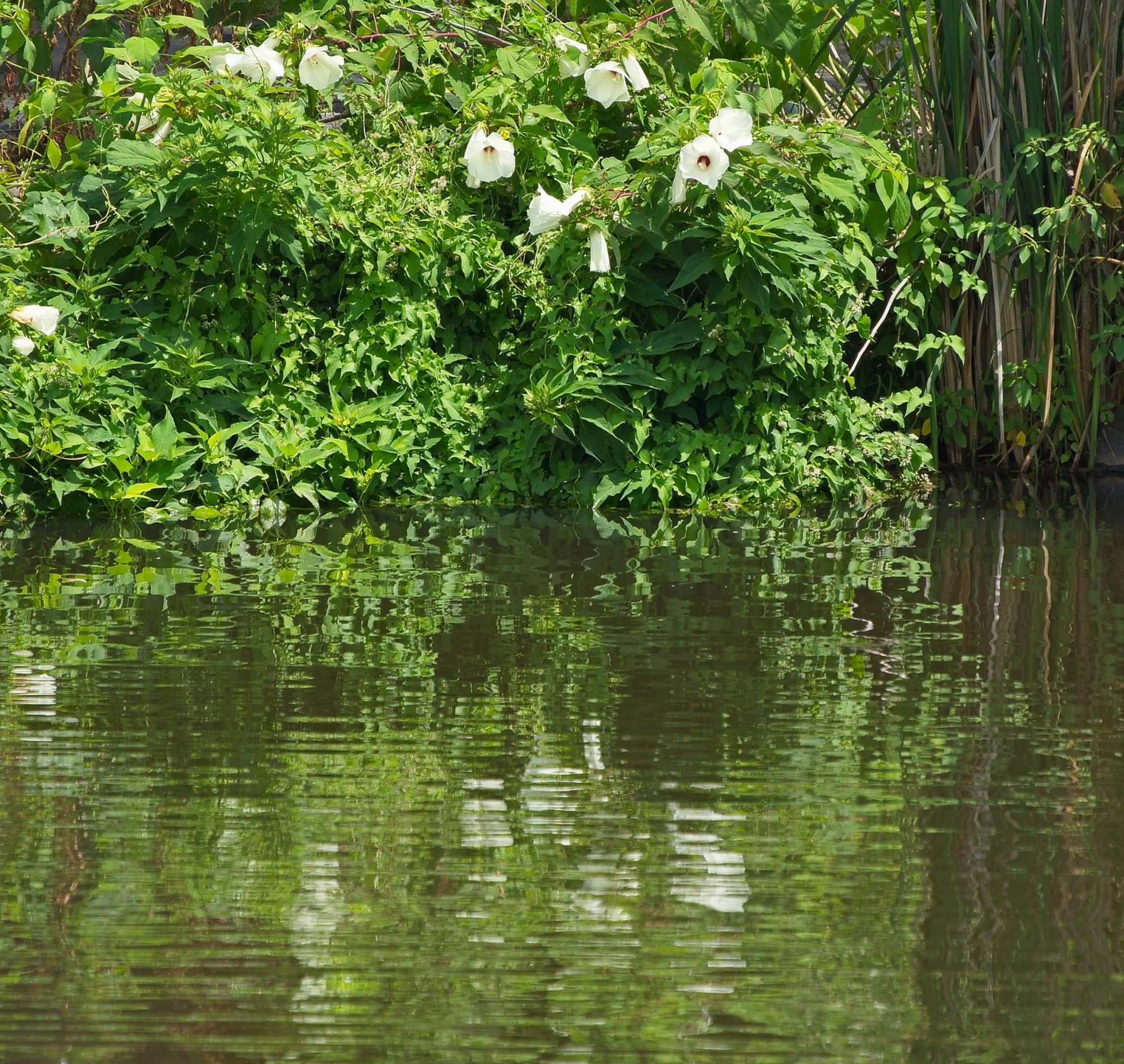 Summer Waterside Flowers.jpeg