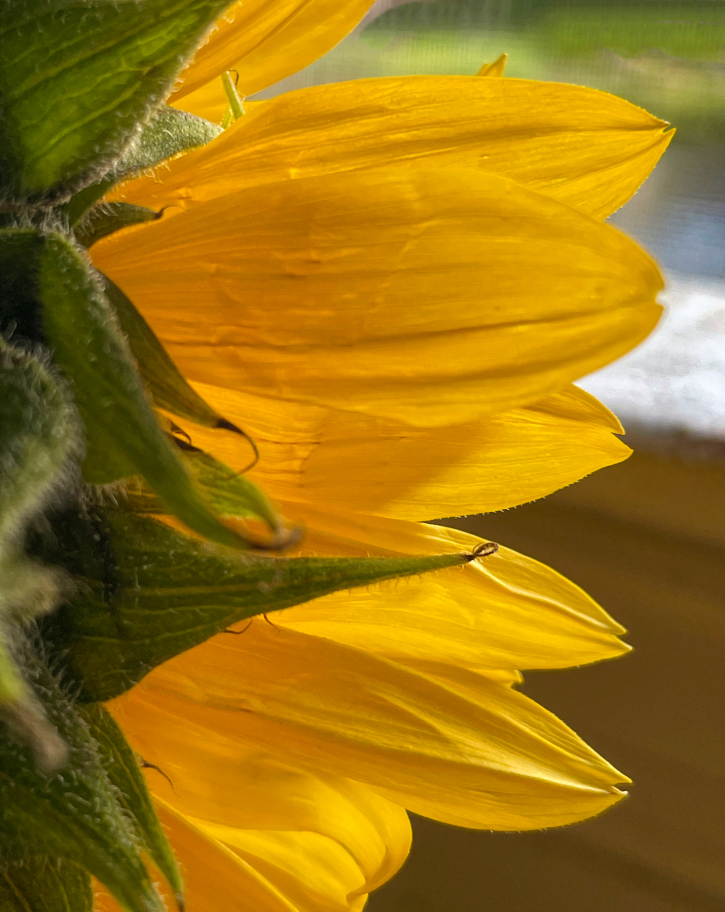 Sunflower Looking Out the Window.jpeg