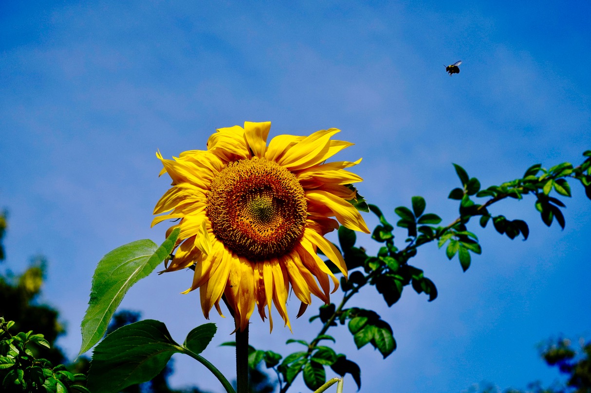 Sunflower with bee.jpg