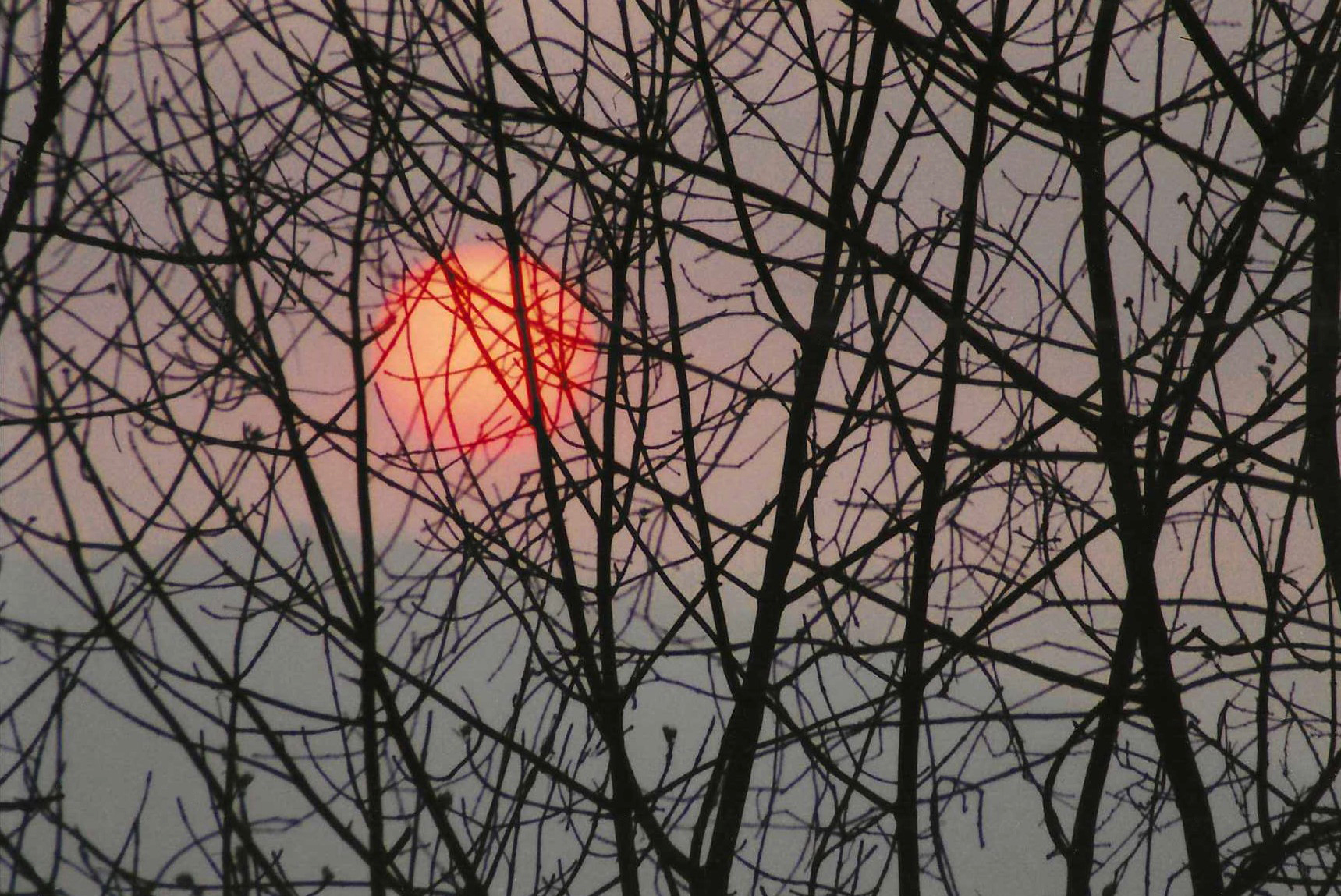 Sunset behind trees Virginia Beach Va Feb 1983.jpeg