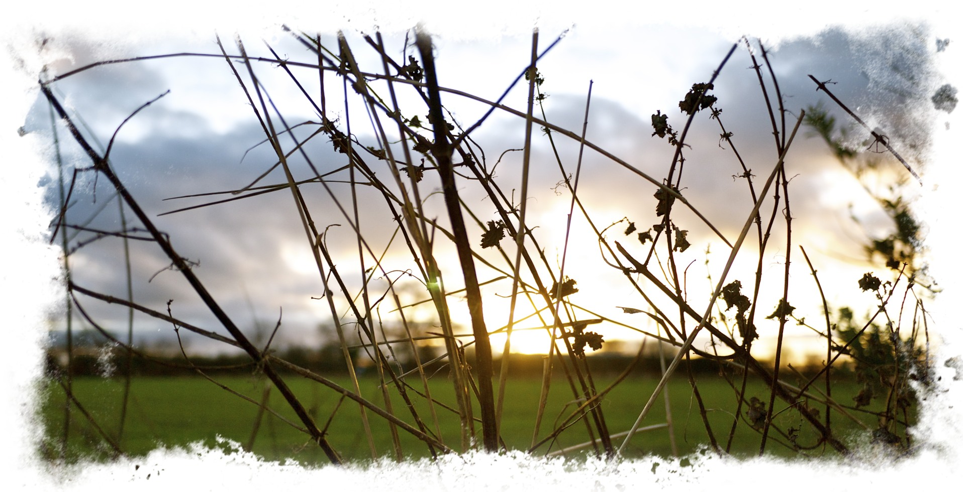 Sunset Through Nettles.jpg