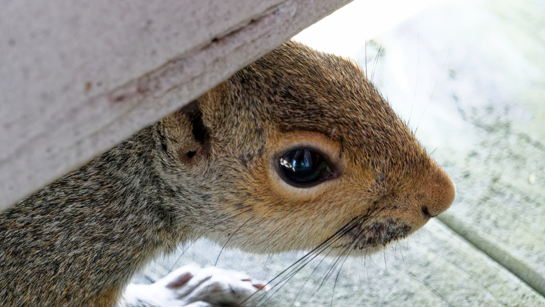 Surely She Doesn't See Me Sneaking Back On the Deck.jpeg