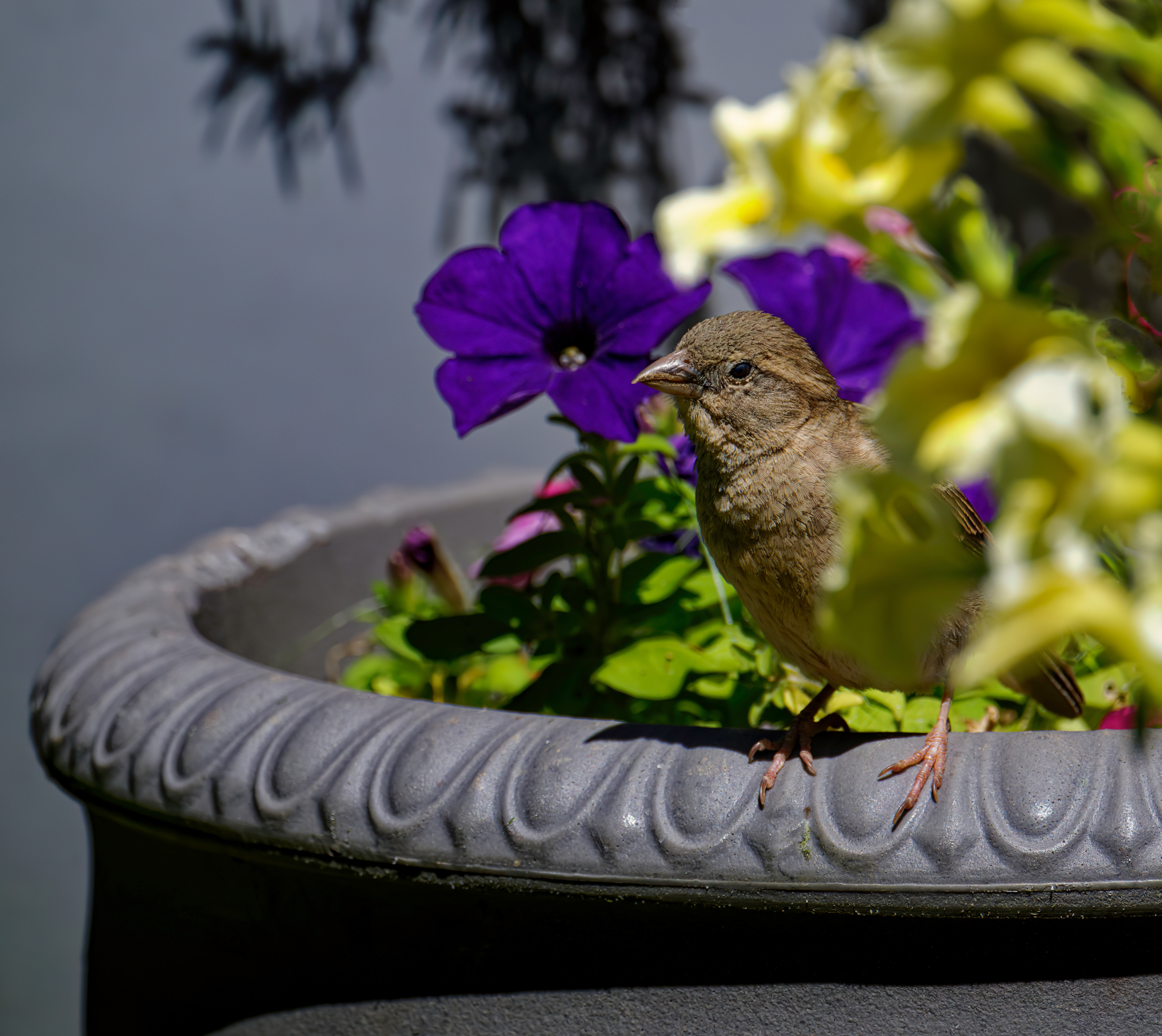 Surprise in the Flower Pot.jpeg