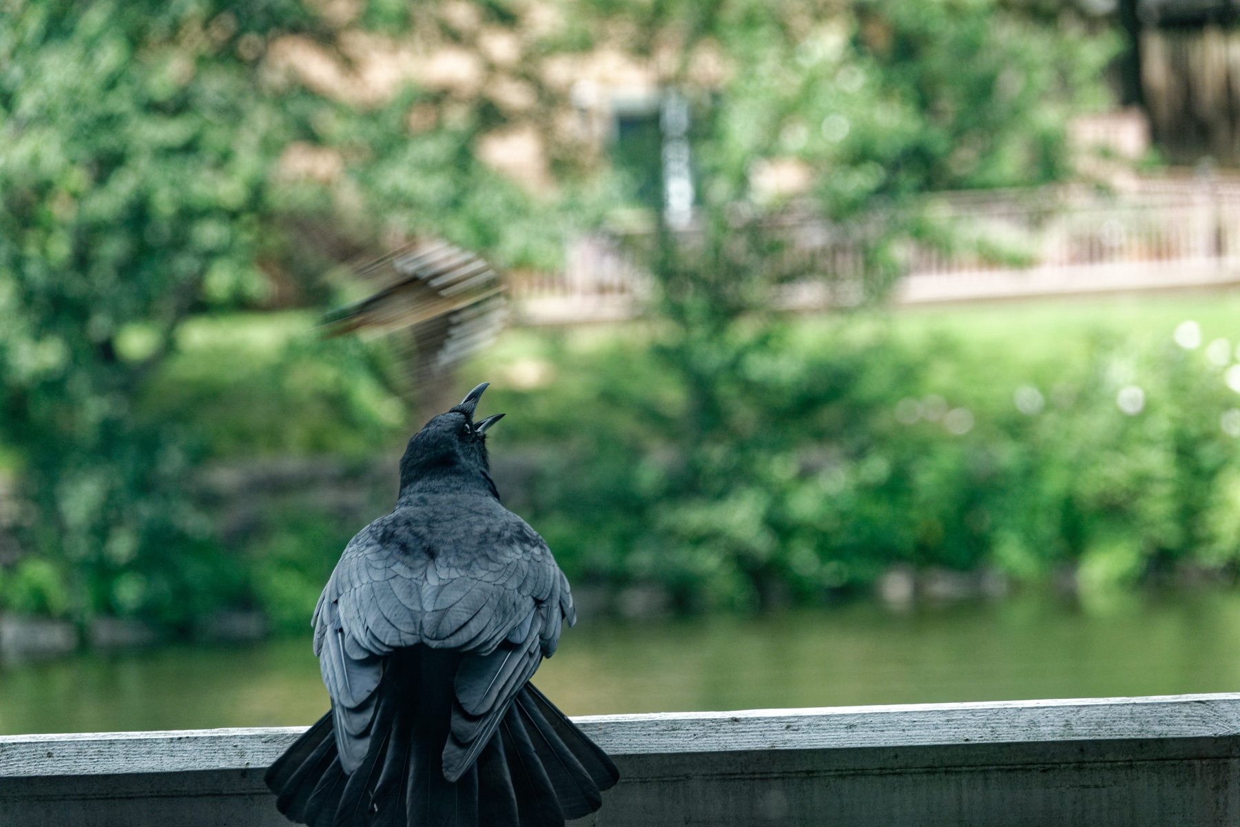 Swallow Dive-Bombing Crow.jpeg