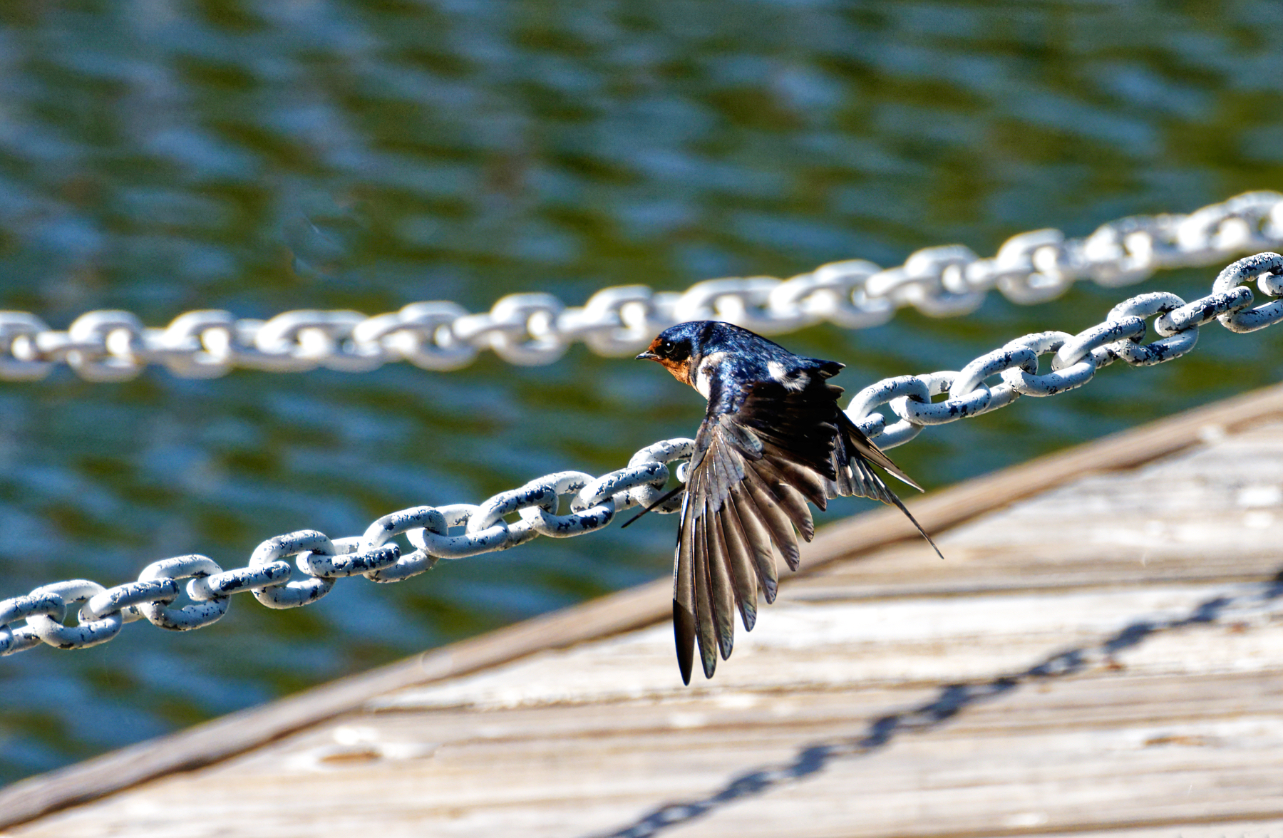 Swallow on the Pier Chains.jpeg