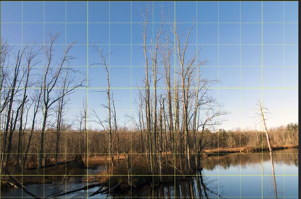 swamp1grid.JPG