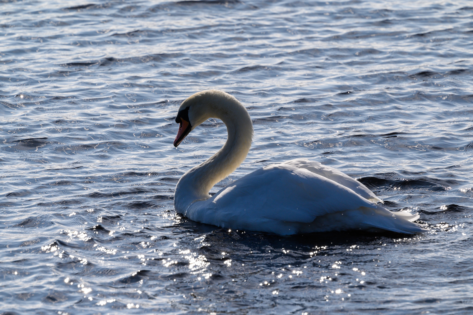 Swan20240918-2.jpg