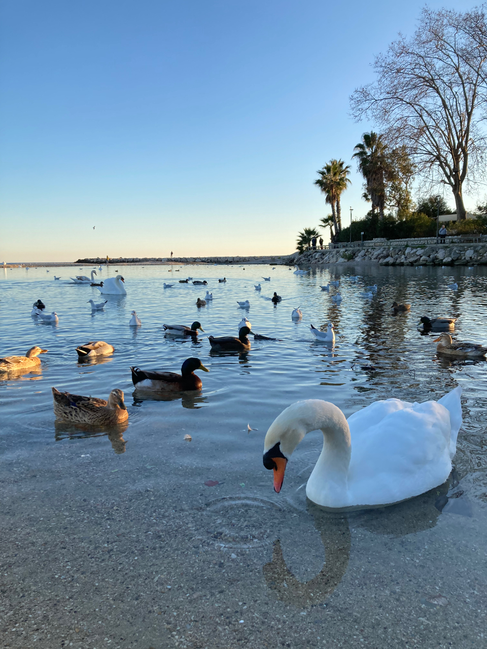 swans and ducks.jpg