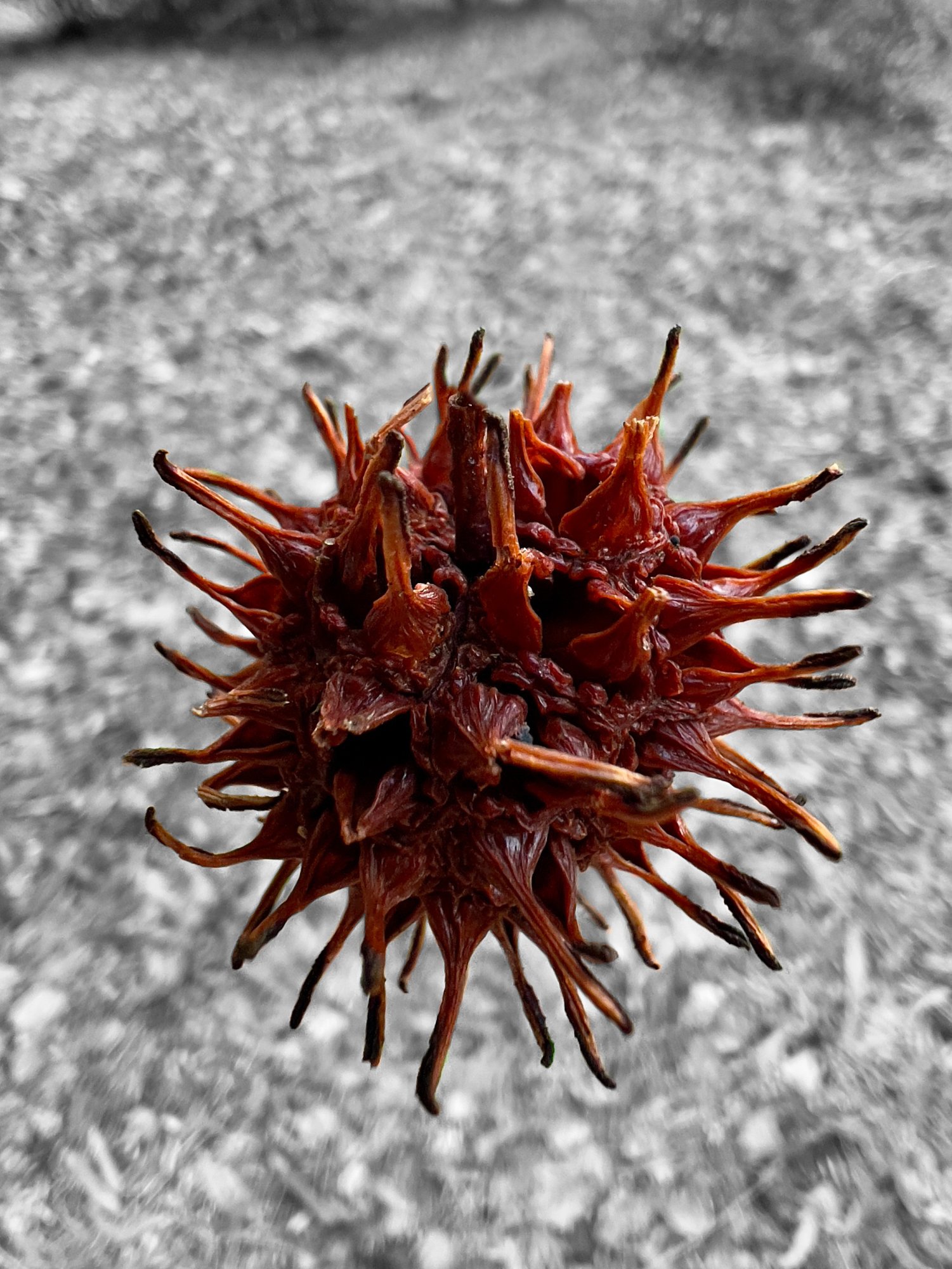 sweetgum.jpg