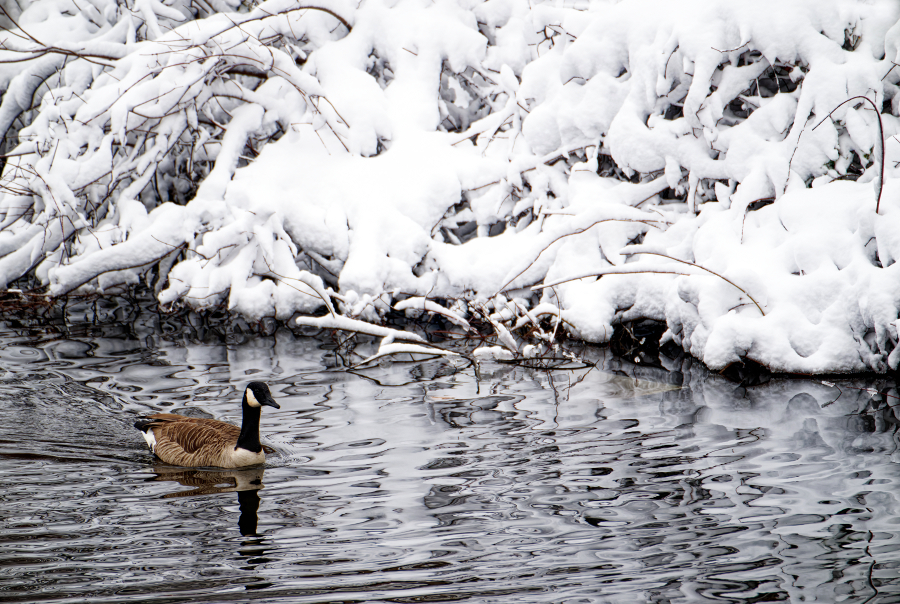 Swimming By the Snowy Bank.jpeg