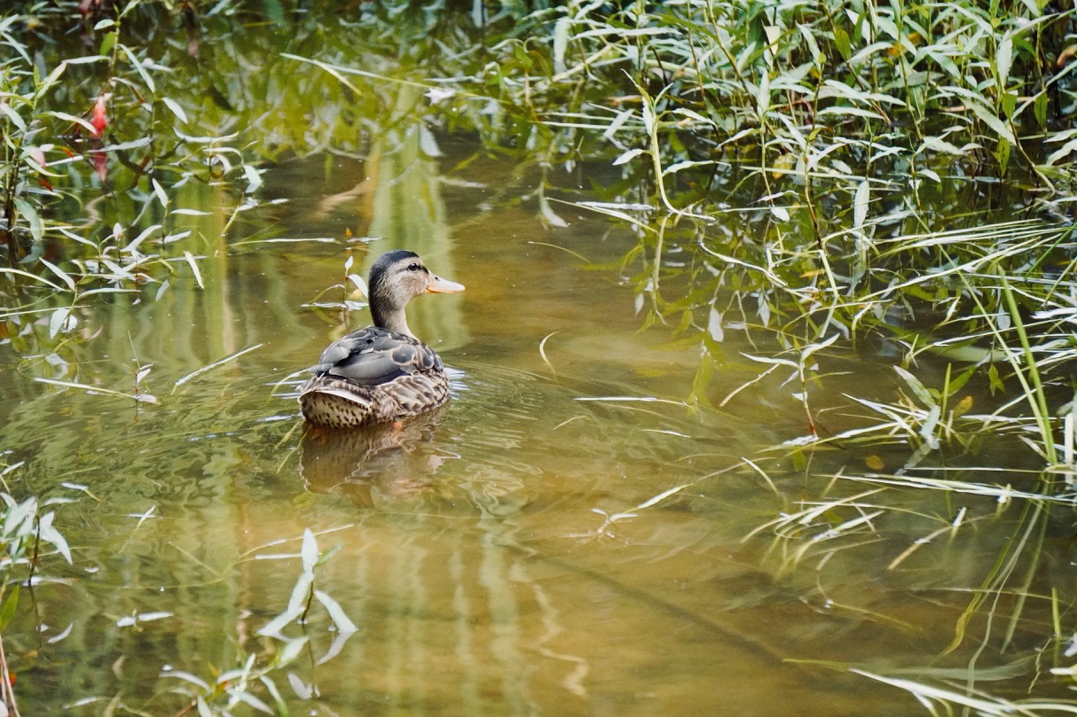 swimming duck.jpg