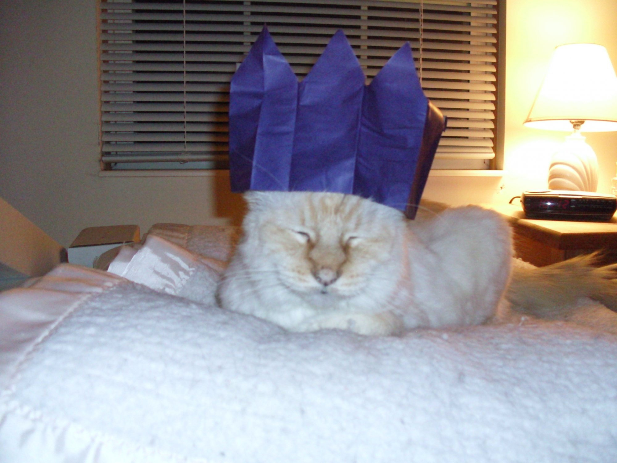 Tagg with paper crown 2.jpg