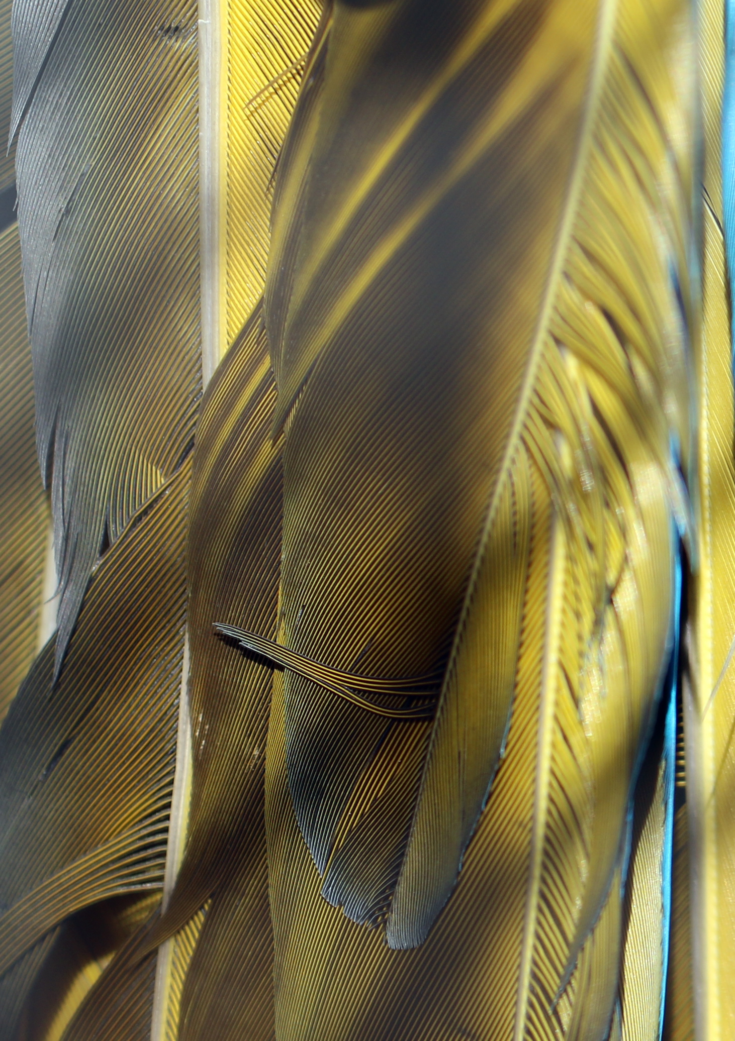 tail feathers.JPG