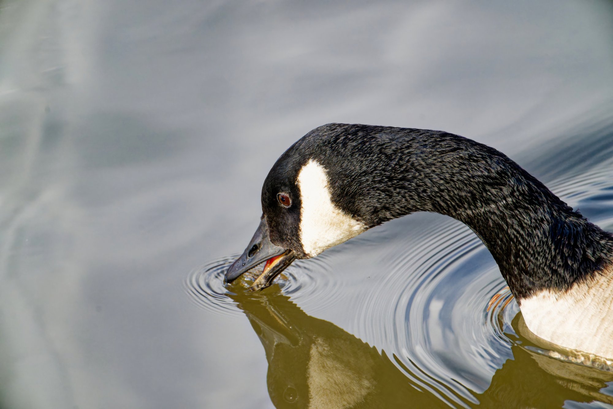 Taking a nice Sip of Water.jpeg