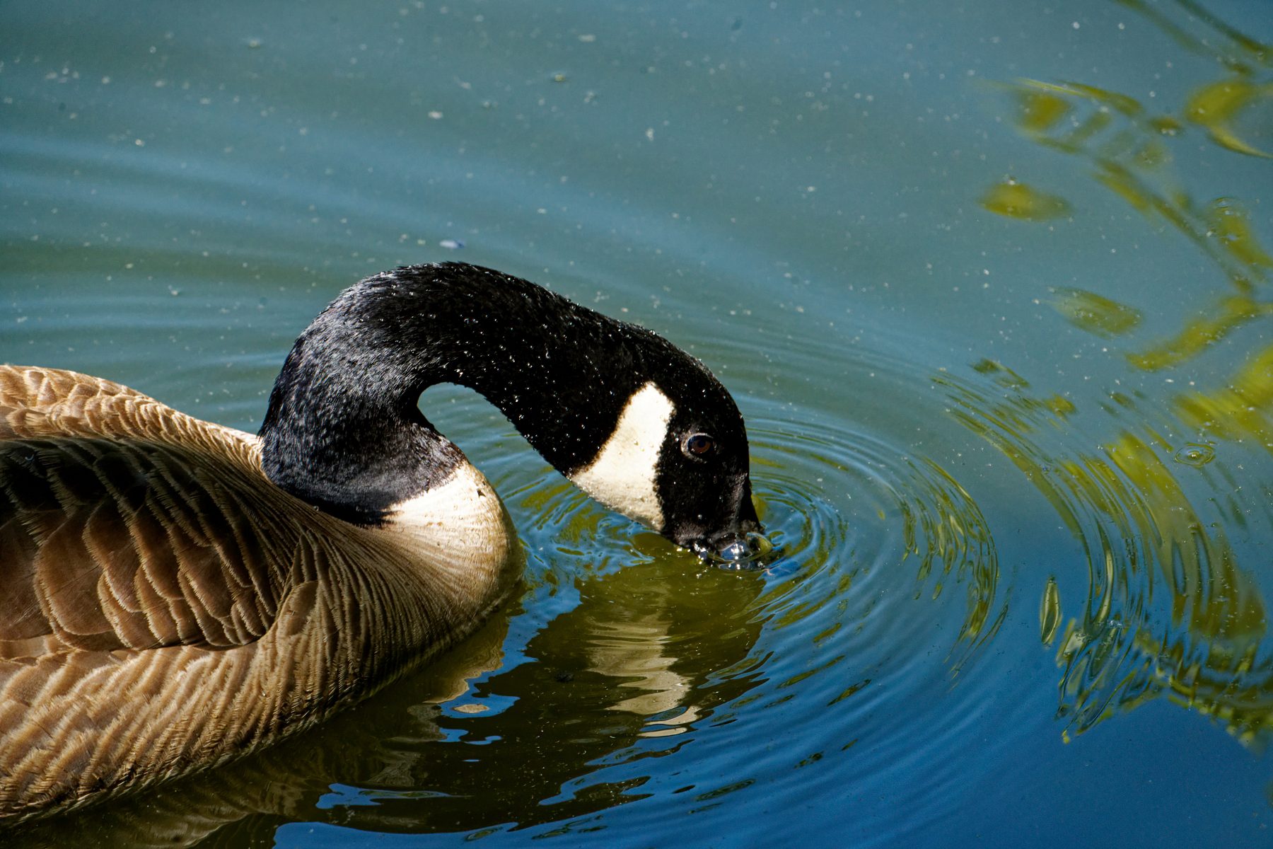 Taking Another Drink of Water on a Warm Day.jpeg