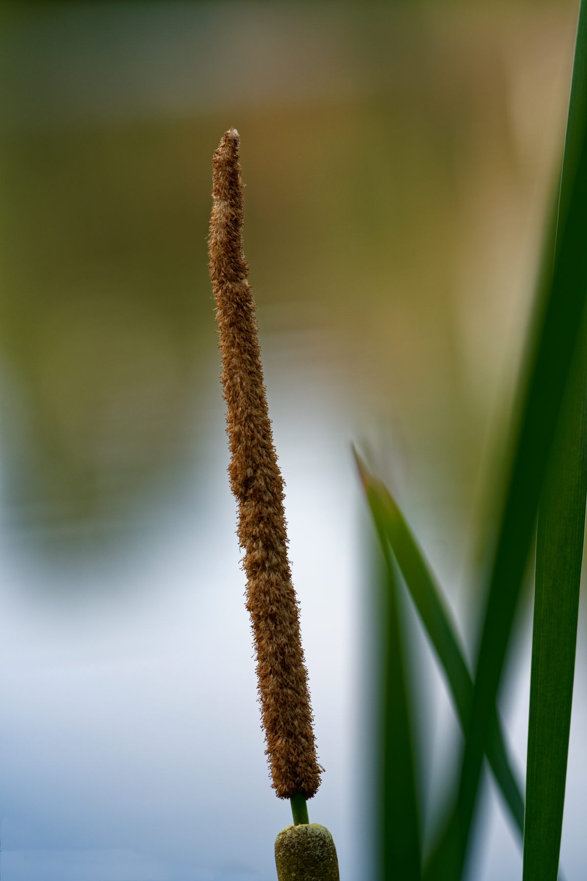 Tall Brown Aquatic Plant.jpeg