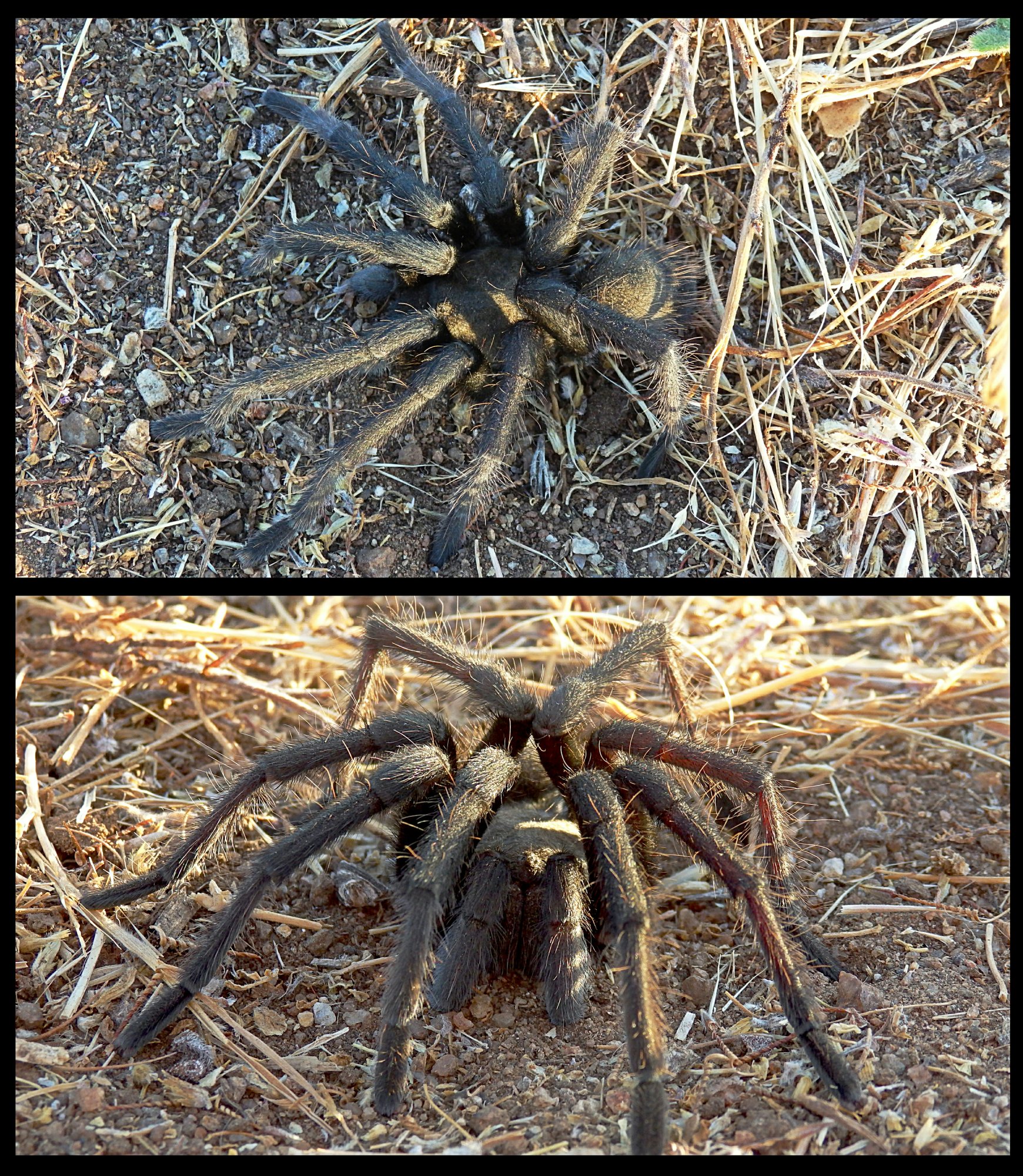 tarantula diptych 7.14.22x2.jpg