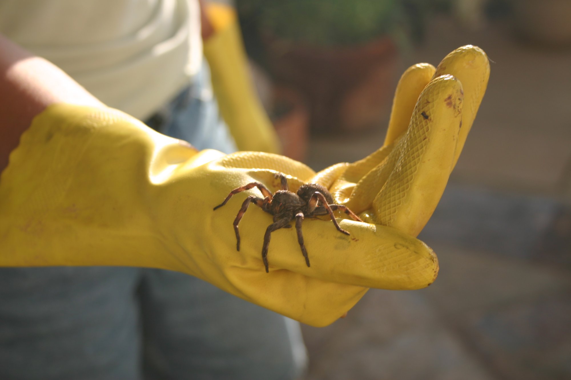 Tarantula in hand.JPG