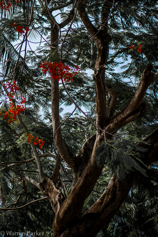 Thailand Tree.jpg