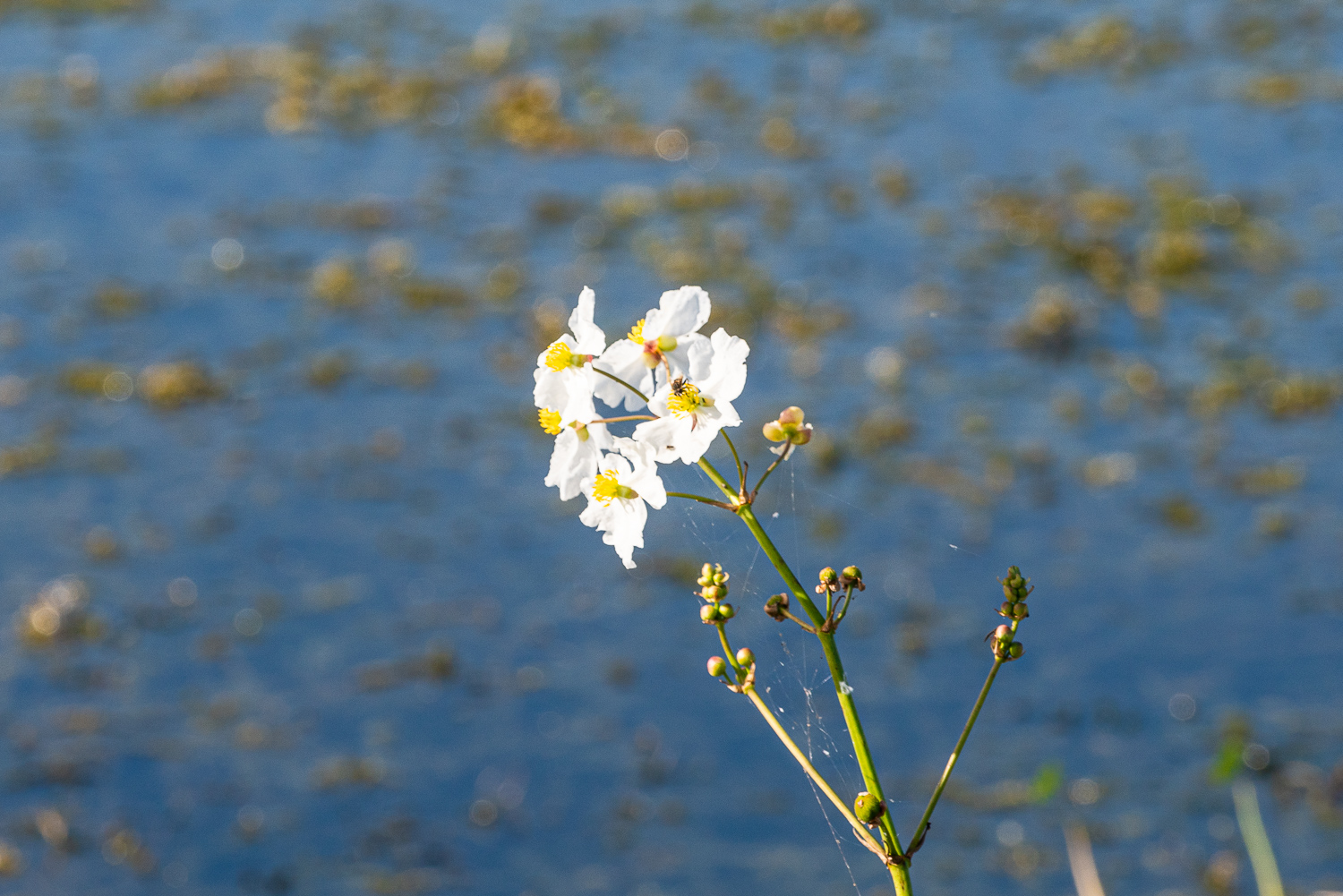 Thanksgiving hike - 1500px-17.JPG