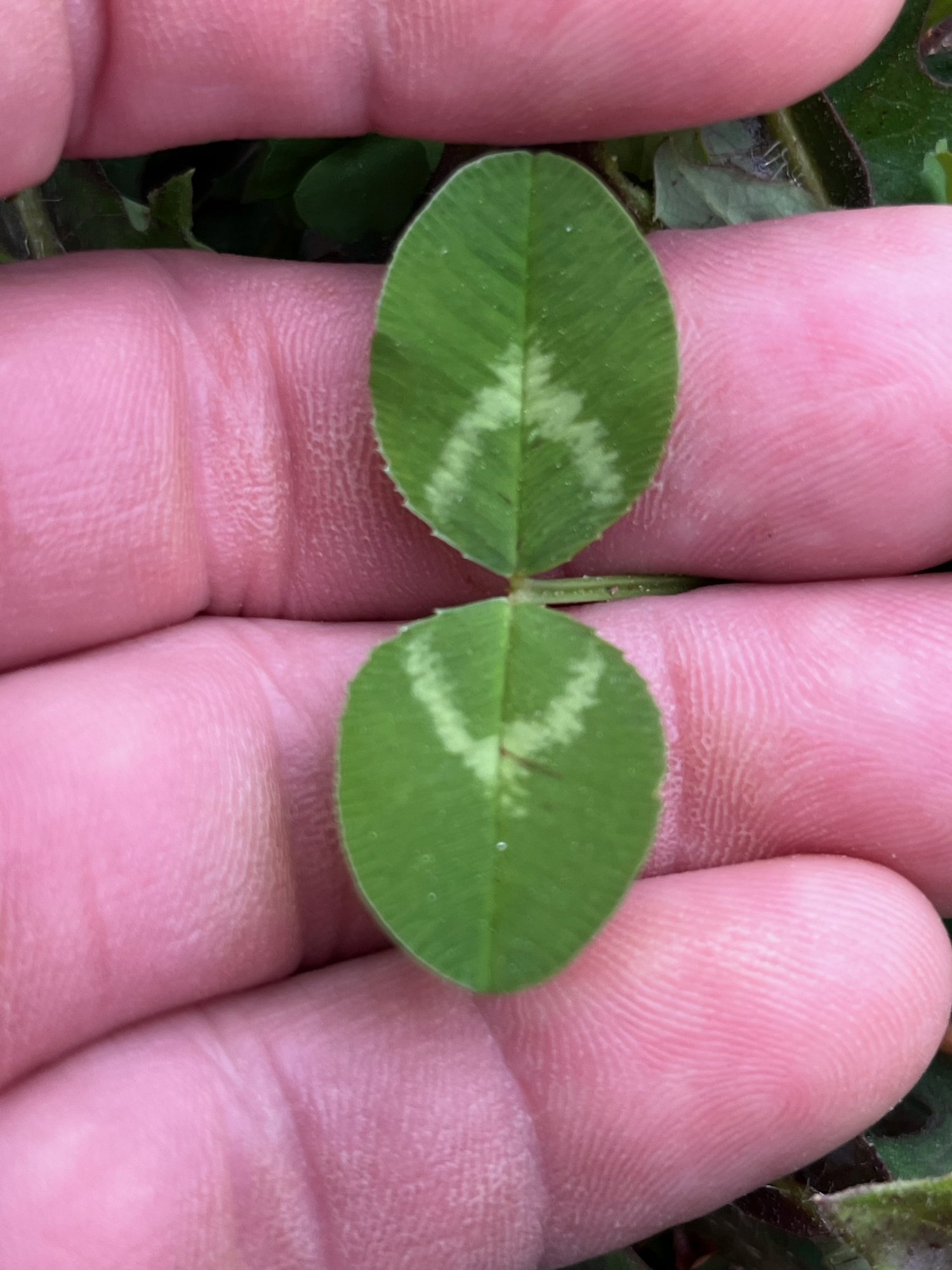the-elusive-two-leaf-clover.jpg