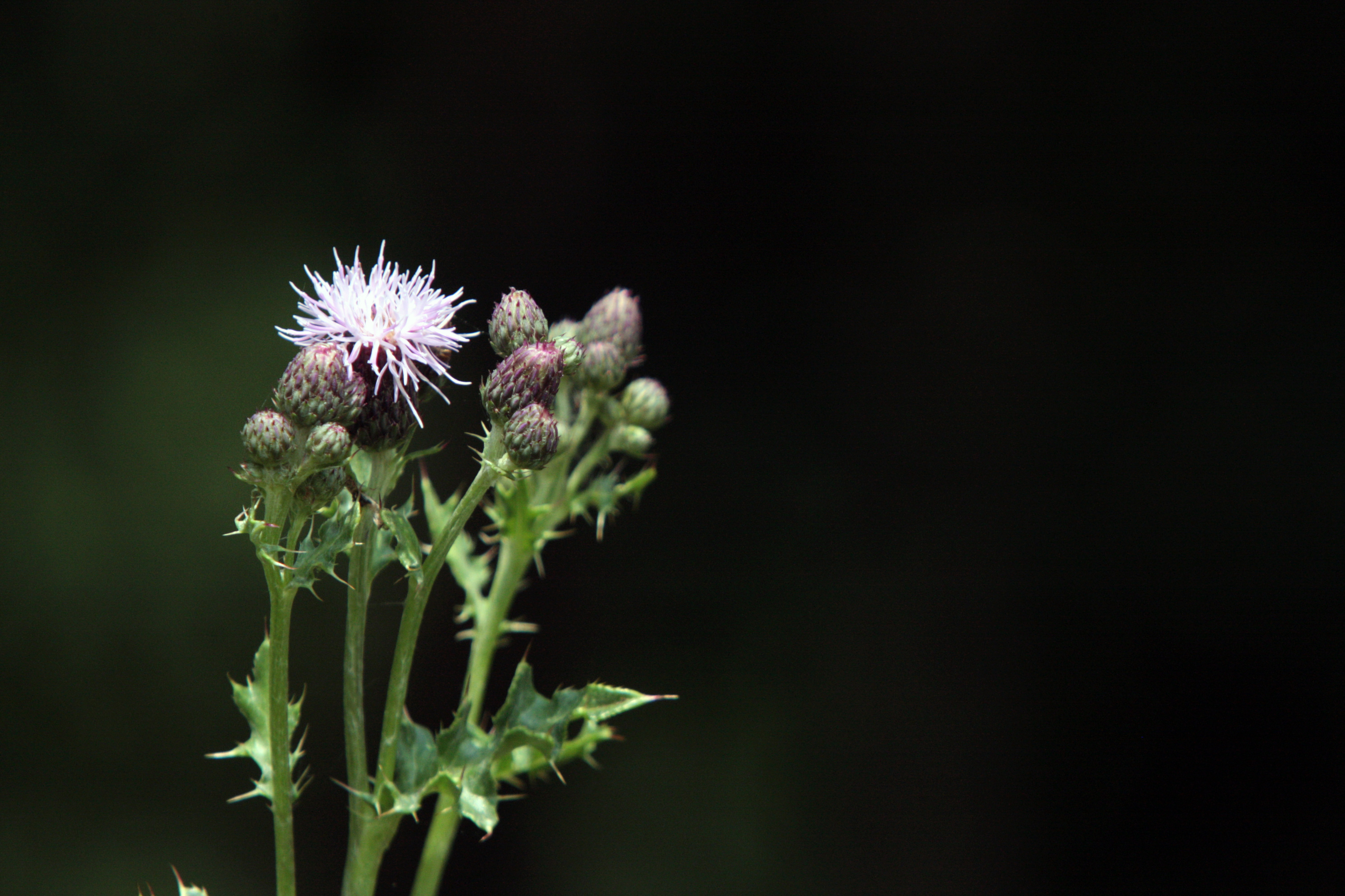 thistle.jpg