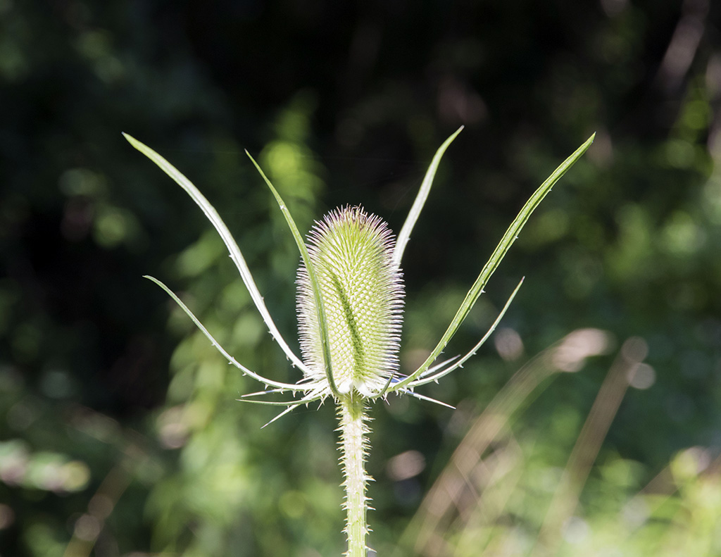 thistle11024.jpg