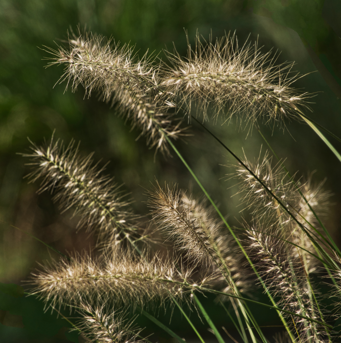 Thistles2.jpeg