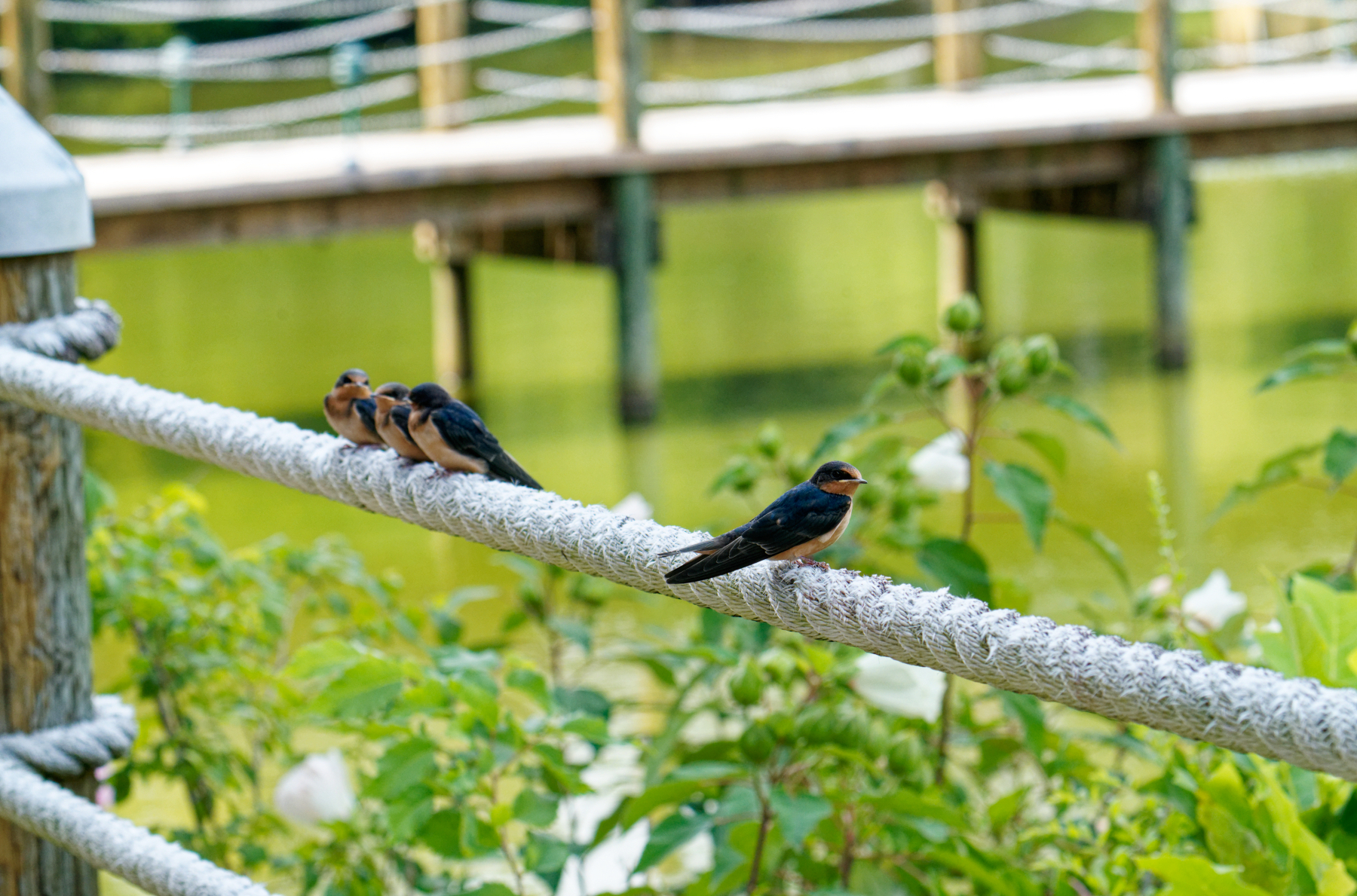 Three Chatting on the Rope.jpeg