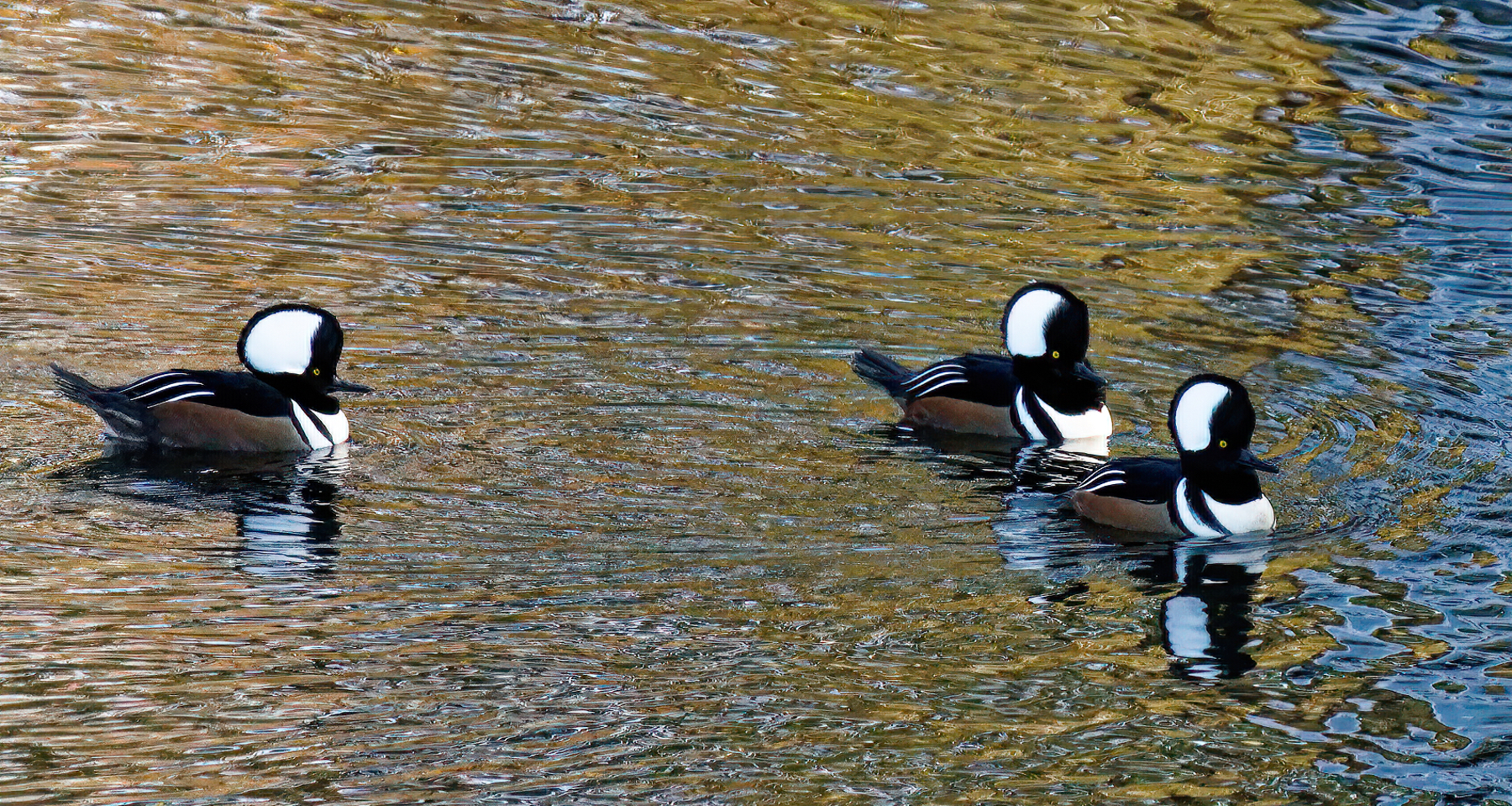 Three Male Hooded Mergansers.jpeg